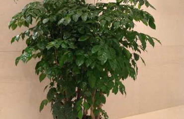 綠意盎然，高效辦公 南昌寫字樓鮮花綠植租賃指南