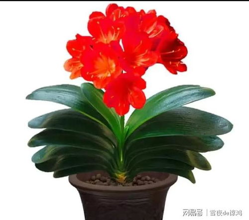 四季常青，福澤滿堂 這4種好養(yǎng)又吉利的綠植，點亮家居新氣象