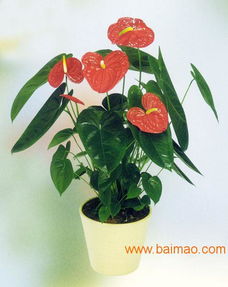 星沙泉塘花卉綠植租賃 為長沙星沙單位打造綠色辦公環(huán)境
