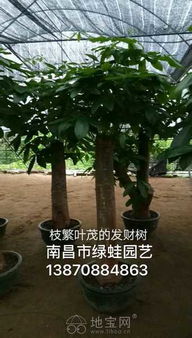 南昌專業(yè)花卉綠植租賃 打造靈動辦公與生活空間