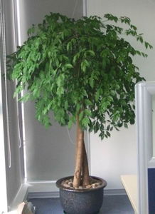 天心區綠植花卉租擺服務專家——長沙久綠園藝，全方位美化您的空間